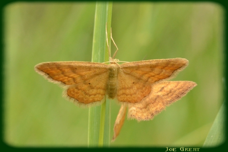 Idaea serpentata - kis sávosaraszoló