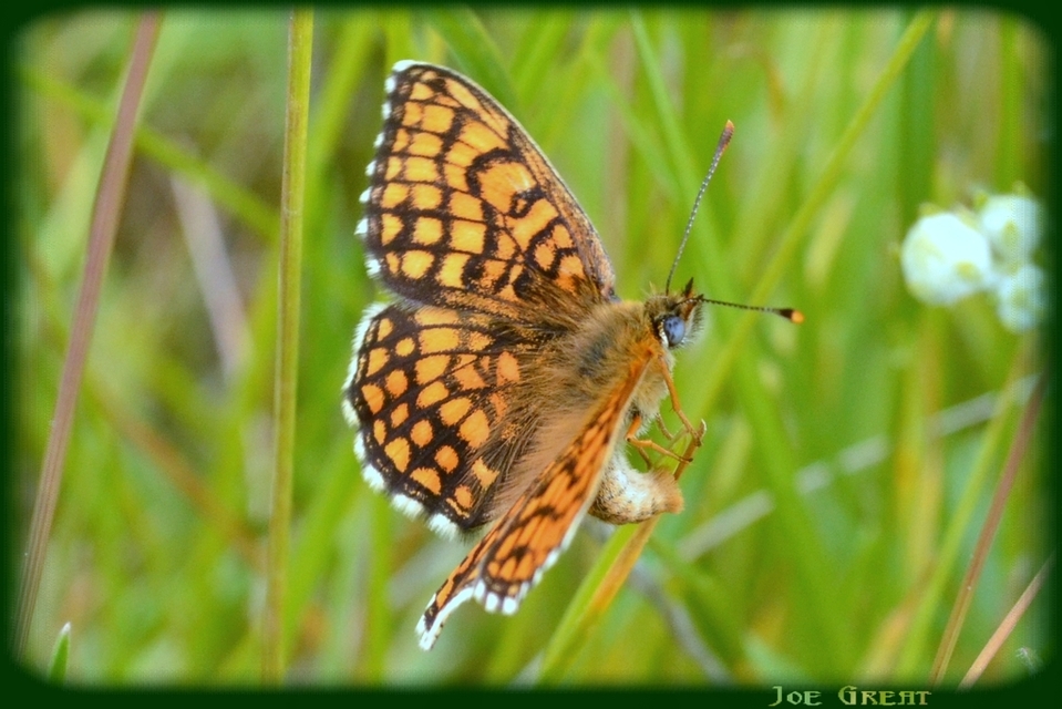 Melitaea athalia - közönséges tarkalepke