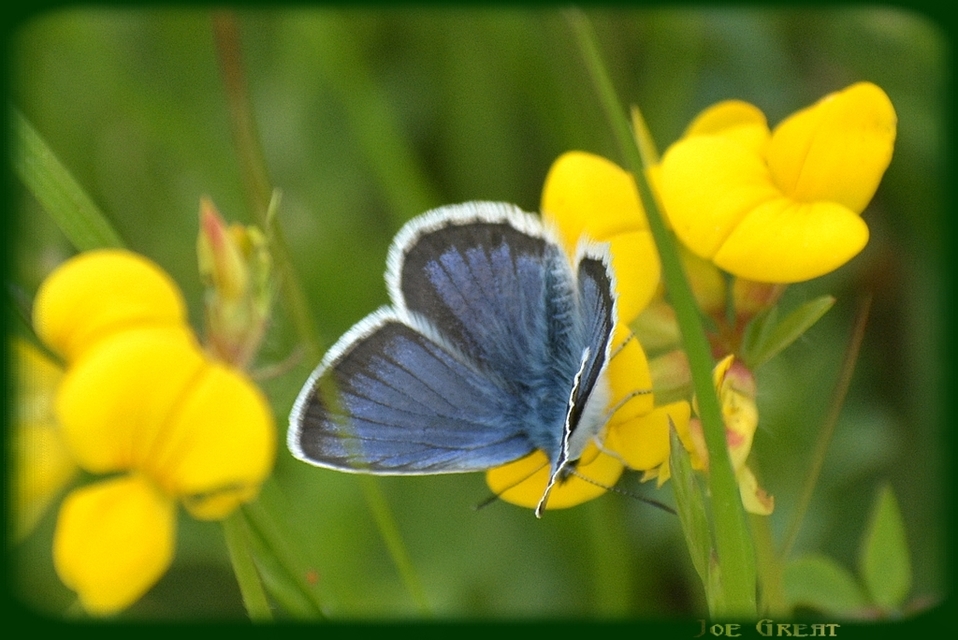 Plebejus argus - ezüstös boglárka