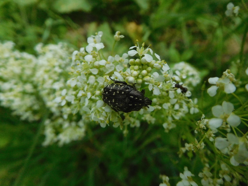 Oxythyrea funesta - sokpettyes virágbogár