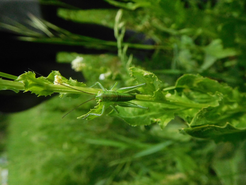 Tettigonia viridissima - zöld lombszöcske