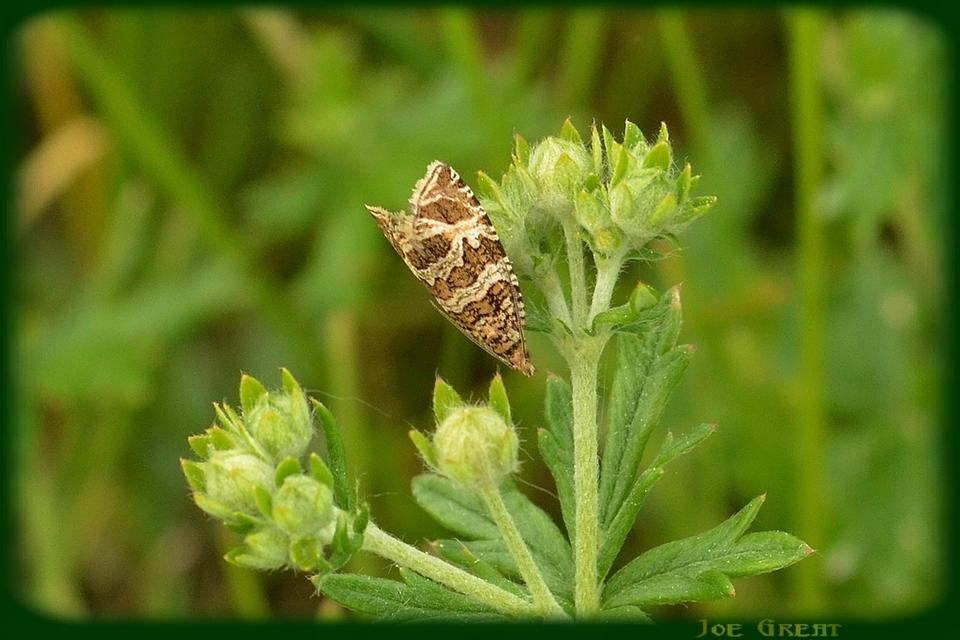 Celypha rivulana - dudvasodró tükrösmoly