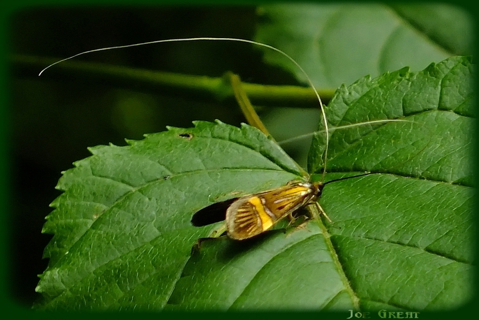 Nemophora degeerella - pompás tőrösmoly