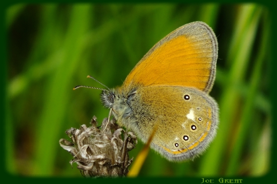 Coenonympha glycerion - közönséges szénalepke