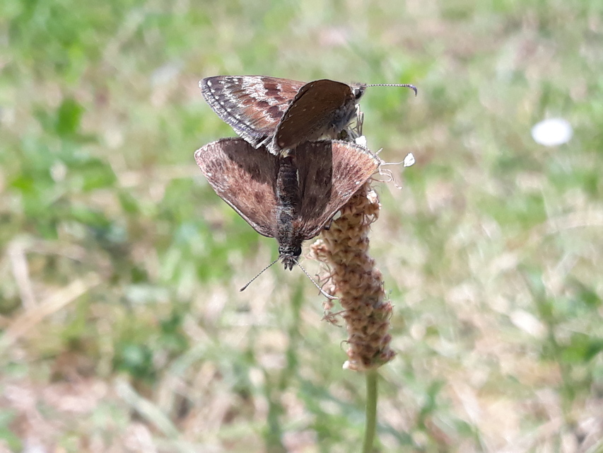 Erynnis tages - cigánylepke