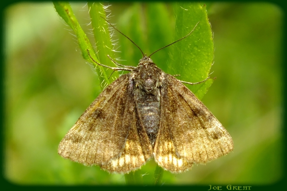 Euclidia glyphica - közönséges nappalibagoly