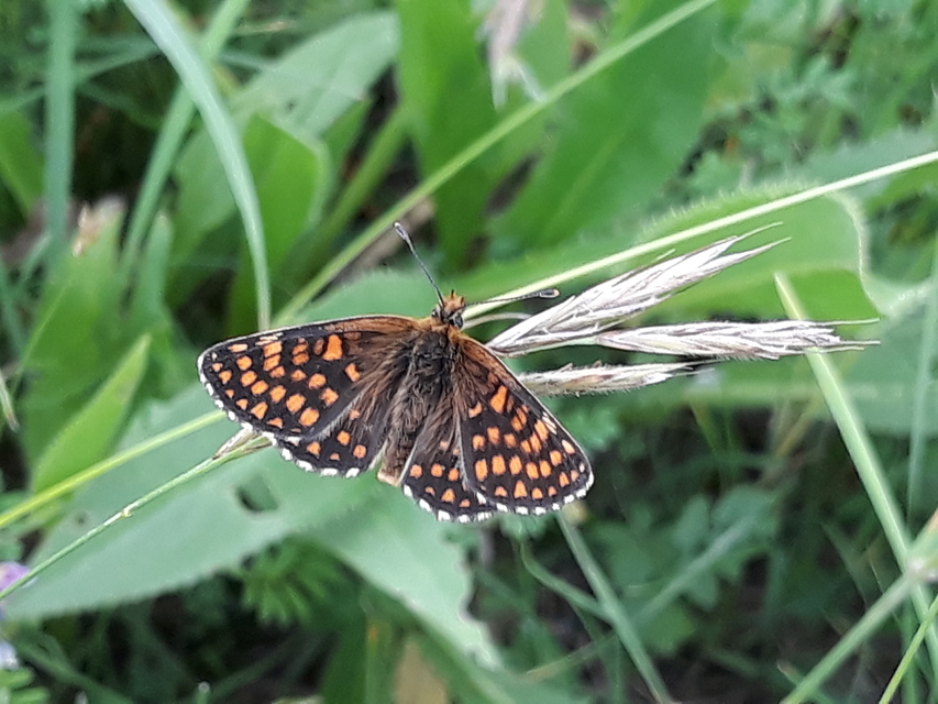 Melitaea athalia/aurelia/britomartis