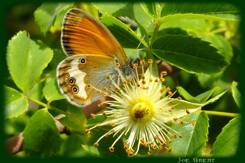 Coenonympha arcania - fehéröves szénalepke