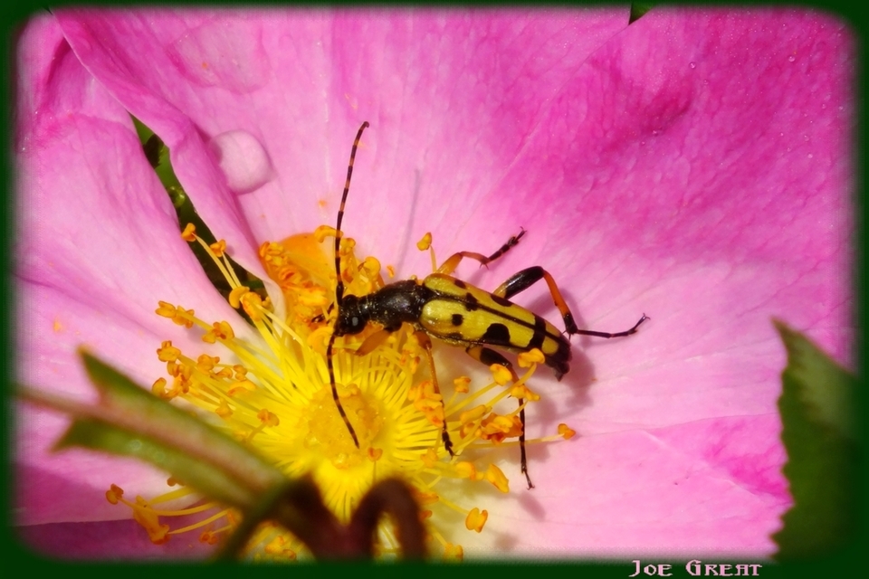 Rutpela maculata - tarkacsápú karcsúcincér