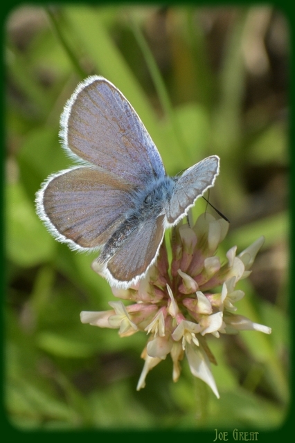 Plebejus argus - ezüstös boglárka
