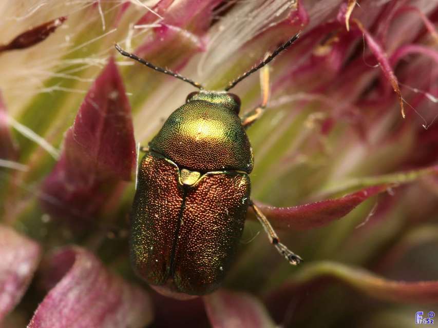 Cryptocephalus sericeus - nagy fészkesbogár