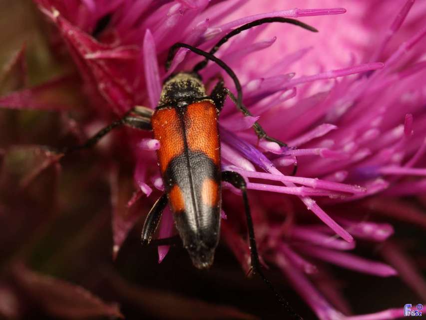 Stenurella bifasciata - kétöves karcsúcincér