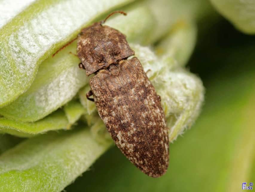 Agrypnus murinus - egérszínű pikkelyespattanó