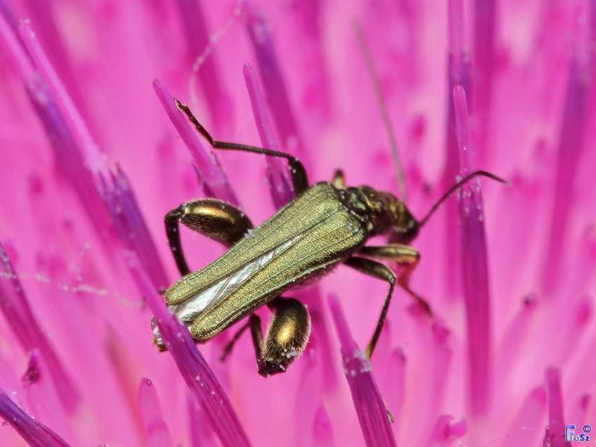 Oedemera flavipes - sárgalábú álcincér Oedemera flavipes - sárgalábú álcincér