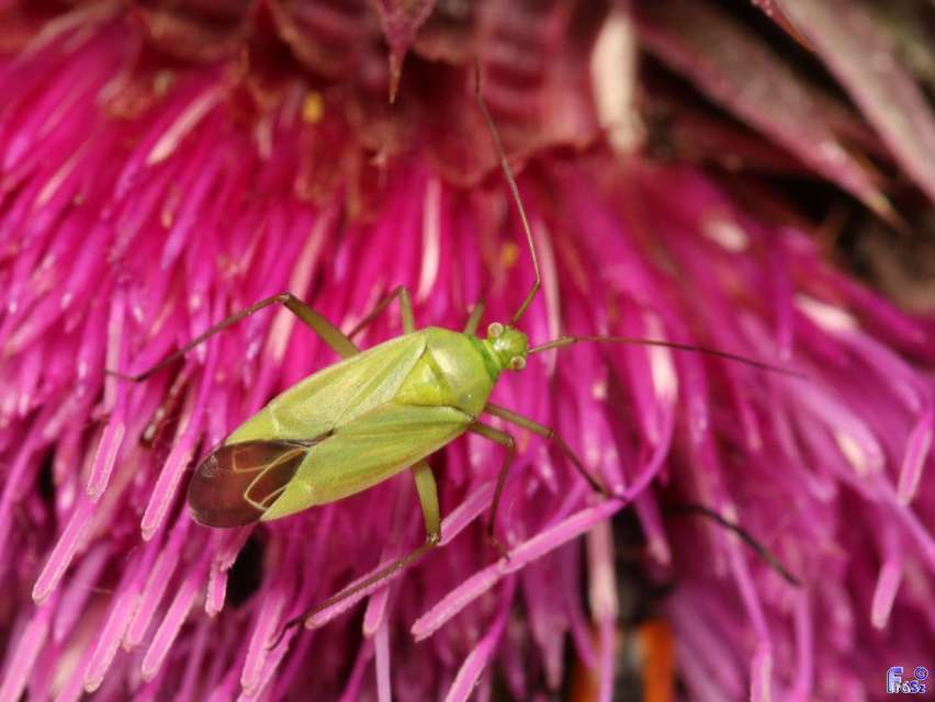 Calocoris affinis