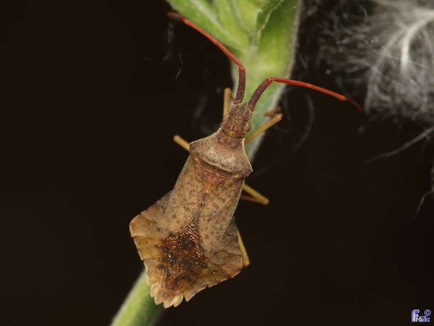Syromastus rhombeus - vitorlás karimáspoloska