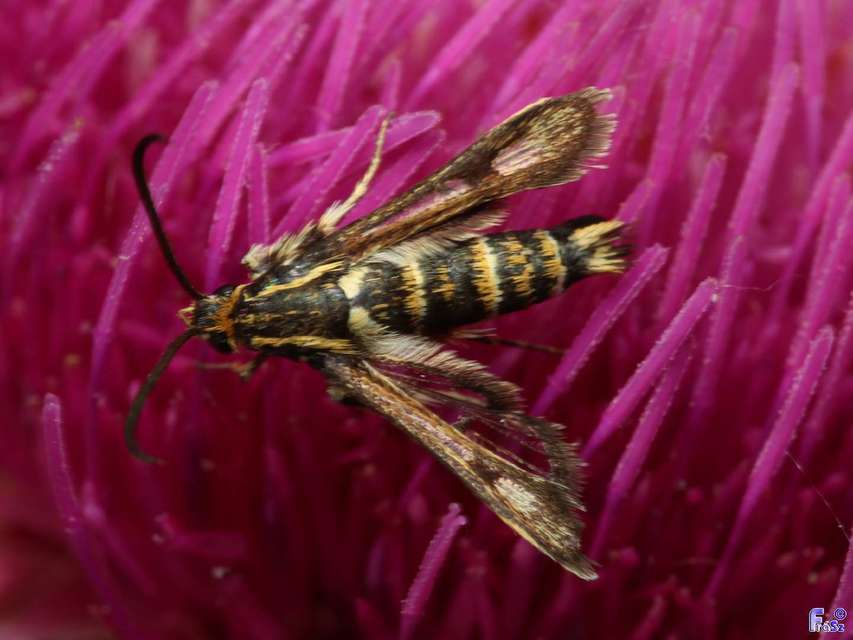Sesiidae - szitkárfélék