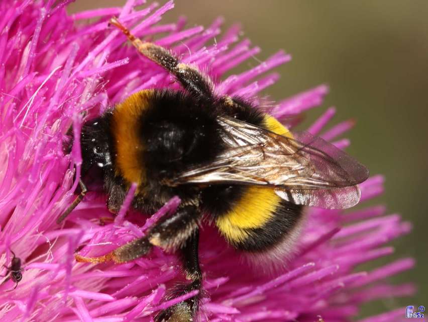 Bombus terrestris/lucorum