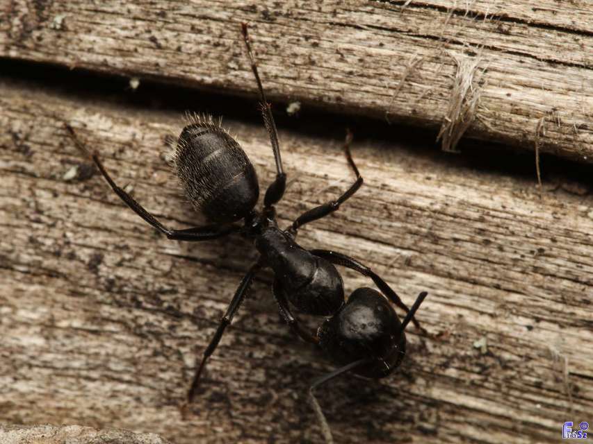 Camponotus vagus - fekete lóhangya
