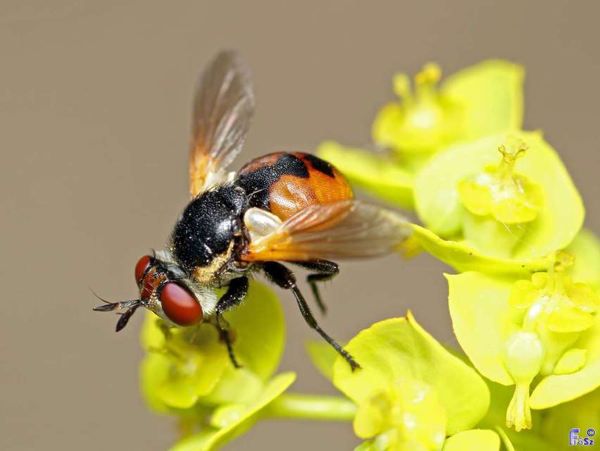 Gymnosoma