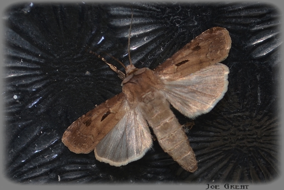 Agrotis exclamationis - felkiáltójeles földibagoly