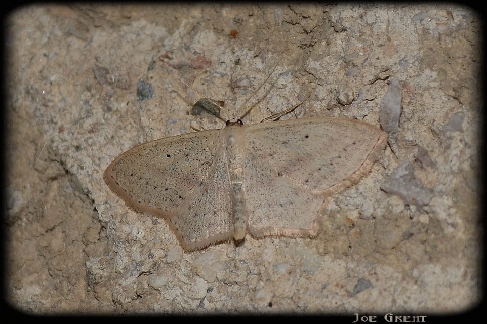 Scopula flaccidaria - alföldi sávosaraszoló