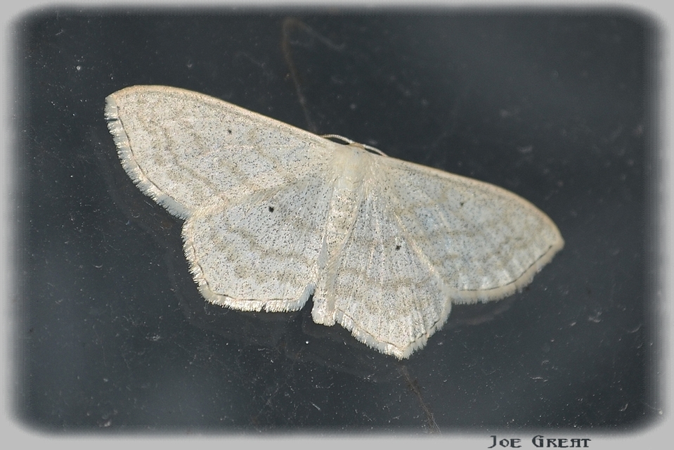 Scopula nigropunctata - feketepettyes araszoló