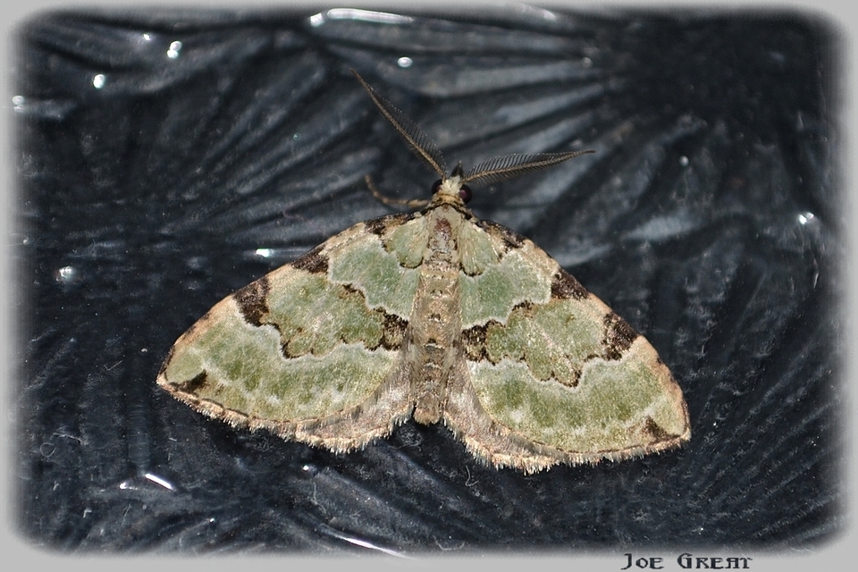 Colostygia pectinataria - zöld levélaraszoló