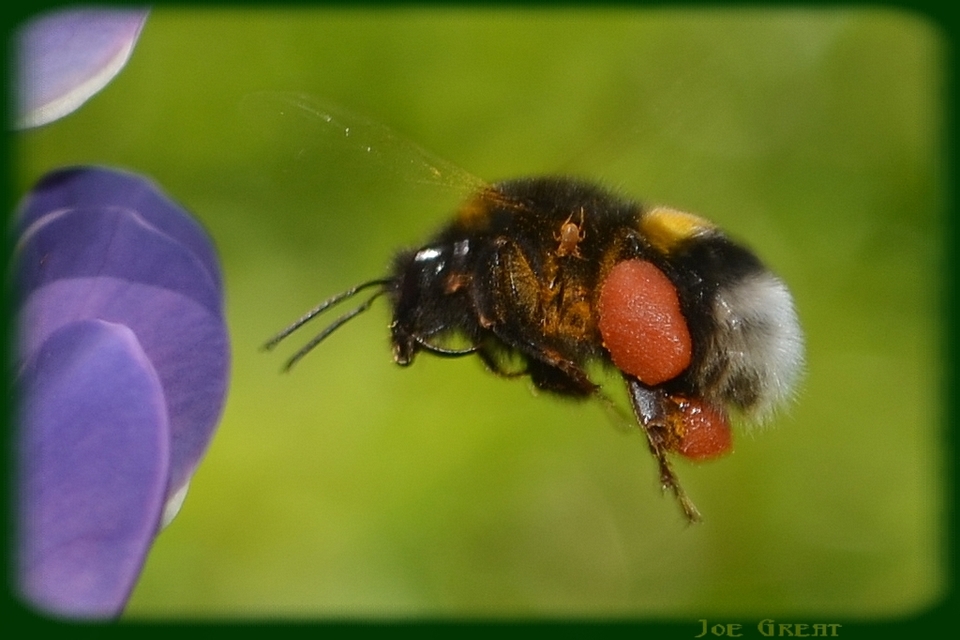 Bombus - poszméhek