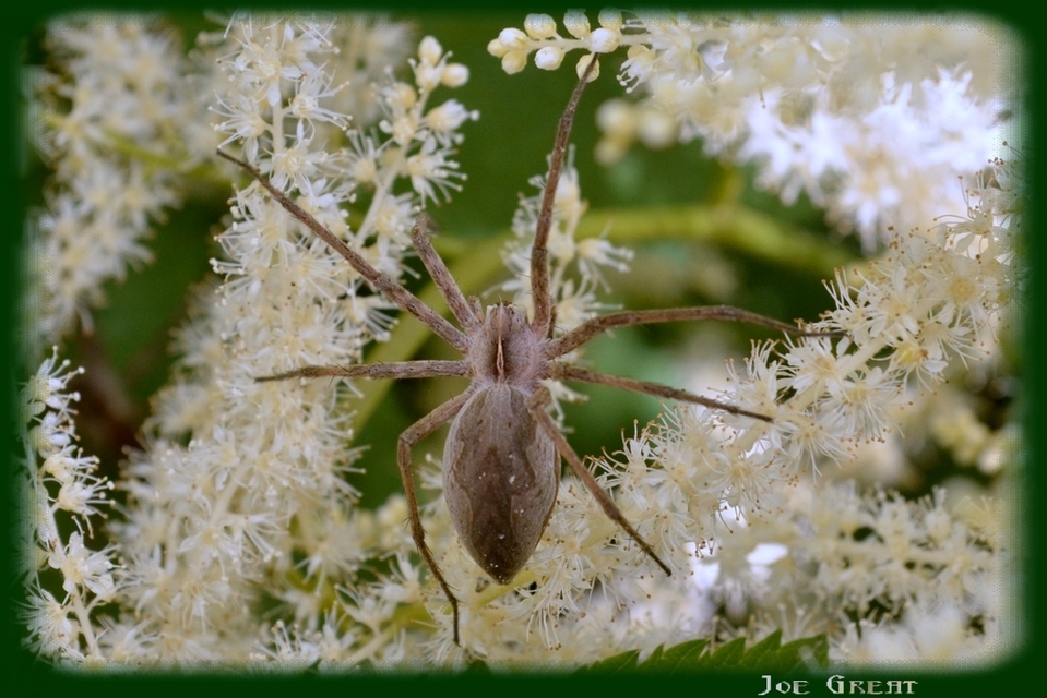 Pisaura mirabilis - csodáspók