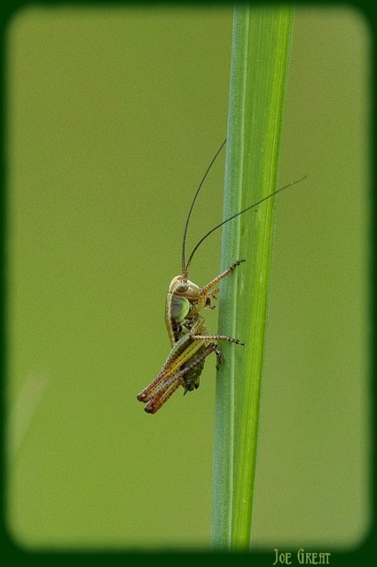 Platycleis