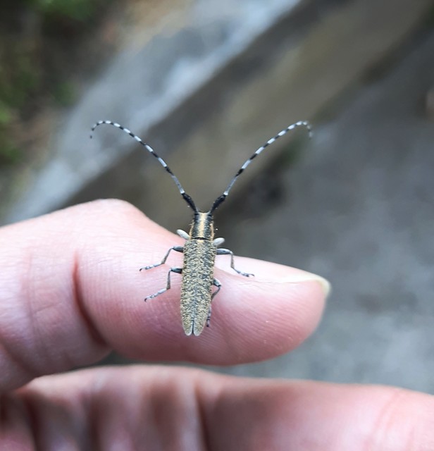 Agapanthia villosoviridescens - fehérgyűrűs bogáncscincér