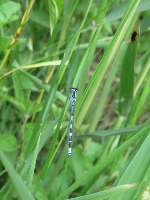 Coenagrion ornatum - díszes légivadász