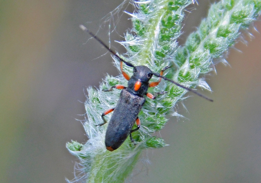 Phytoecia pustulata - parányi fűcincér