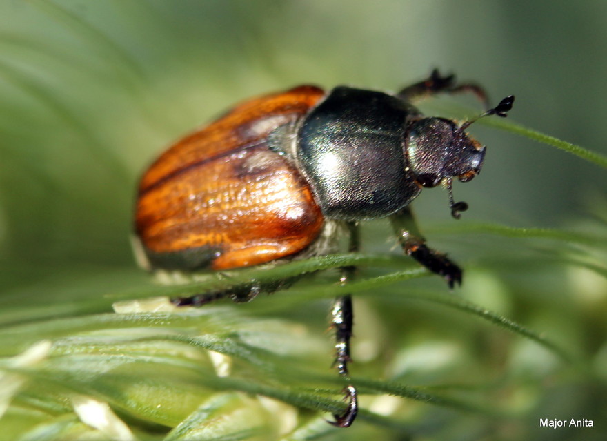 Anisoplia austriaca - osztrák szipoly