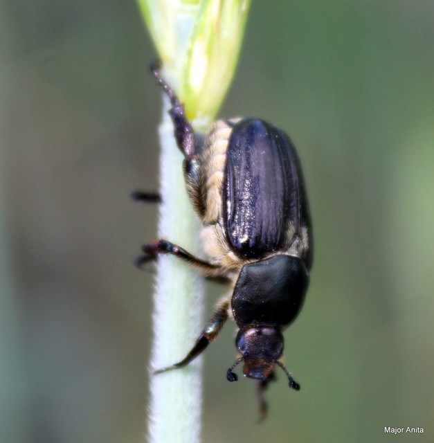 Anisoplia lata - széles szipoly Anisoplia lata - széles szipoly