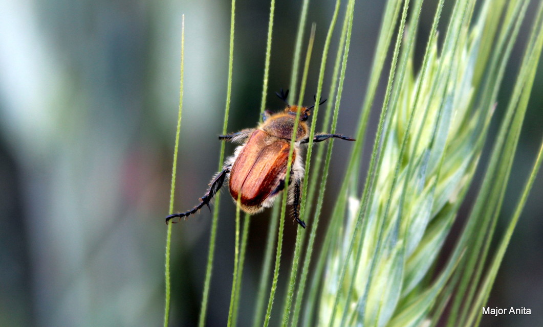 Chaetopteroplia segetum - rozsszipoly