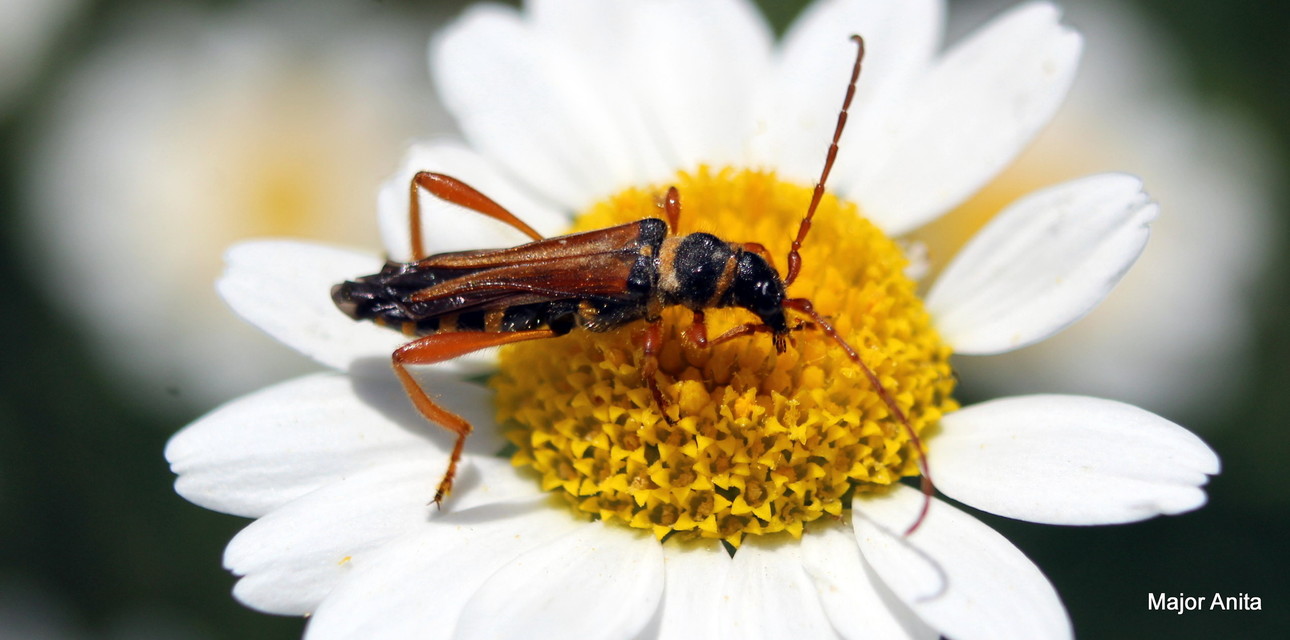 Stenopterus flavicornis - sárgacsápú keskenyfedőscincér