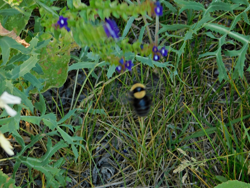 Bombus argillaceus - délvidéki poszméh