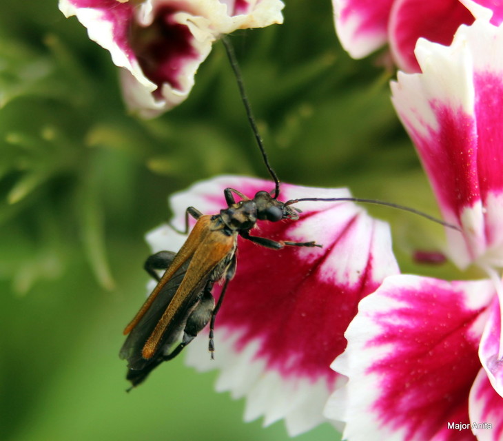 Oedemera femorata - sárgahátú álcincér