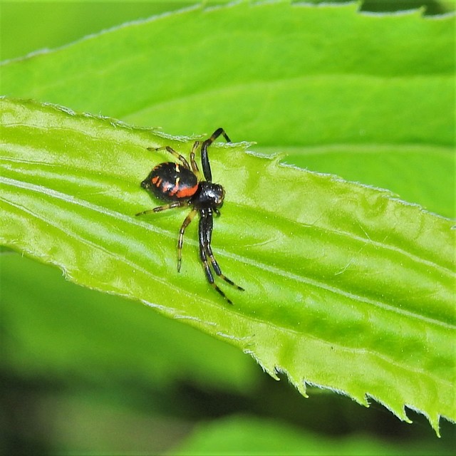 Synema globosum - fekete-sárga karolópók