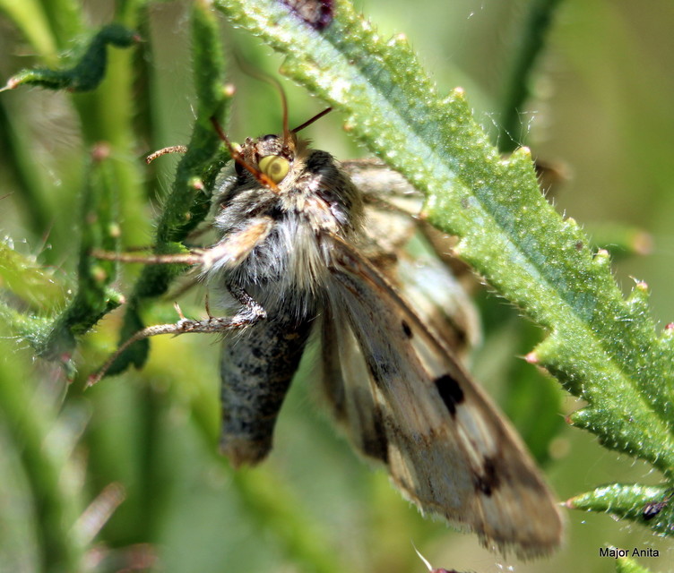 Heliothis adaucta - somkóróbagoly