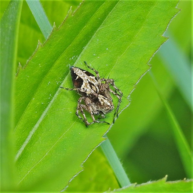 Oxyopes ramosus