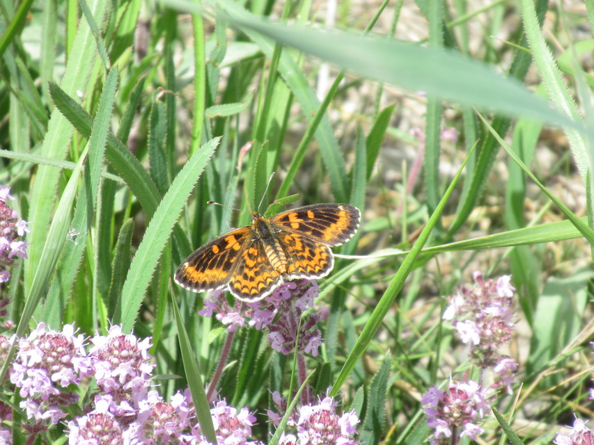 Melitaea trivia - kis tarkalepke
