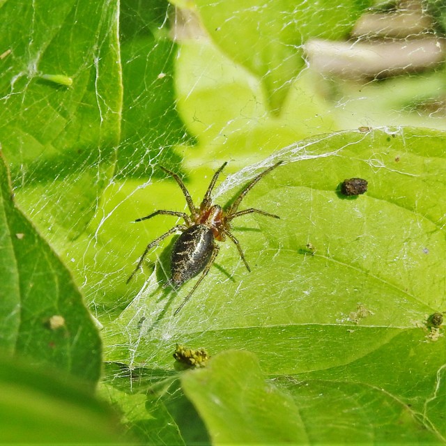 Agelena labyrinthica - illó tölcsérpók