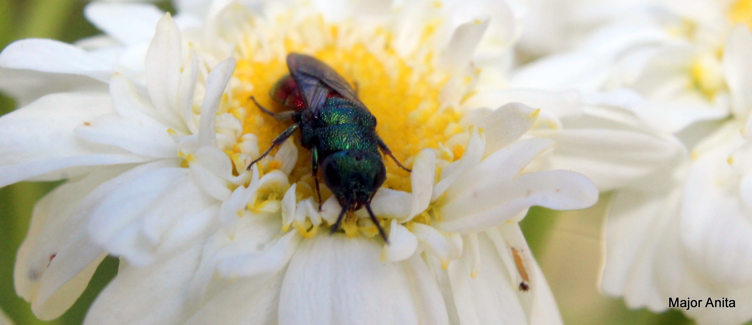 Hedychrum