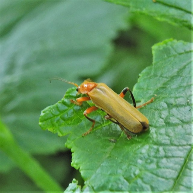 Cantharis livida - mezei lágybogár