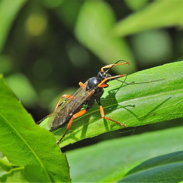 Pimpla rufipes - bábölő fürkészdarázs