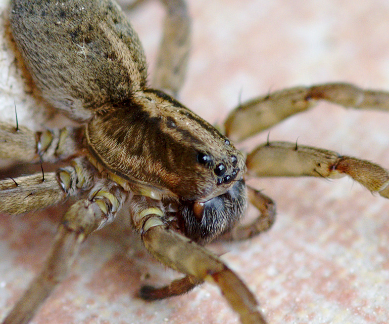 Trochosa