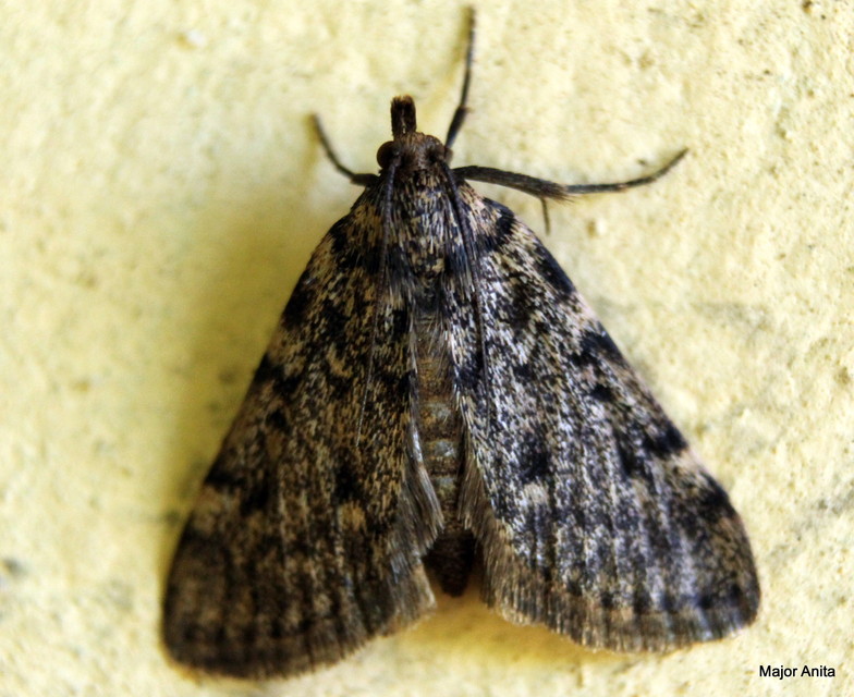 Aglossa pinguinalis - zsiradékmoly
